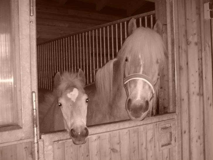 DTH-Haflinger Frances og Suzette billede 14