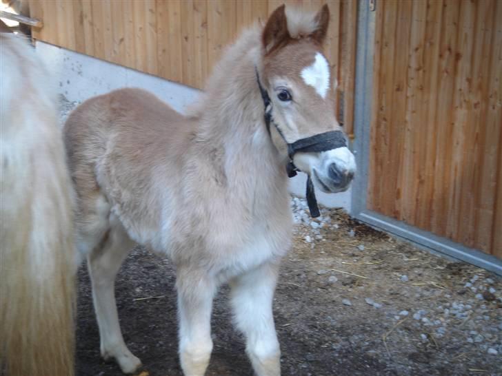 DTH-Haflinger Frances og Suzette billede 15