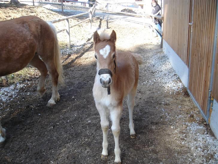 DTH-Haflinger Frances og Suzette billede 16