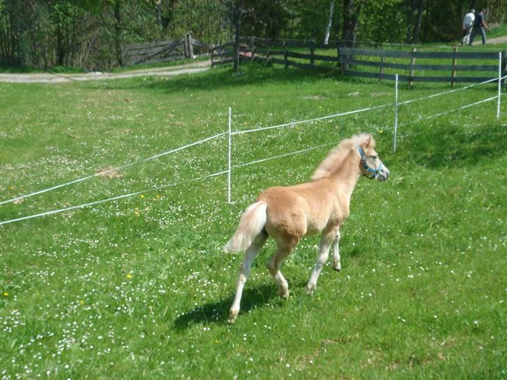 DTH-Haflinger Frances og Suzette billede 17