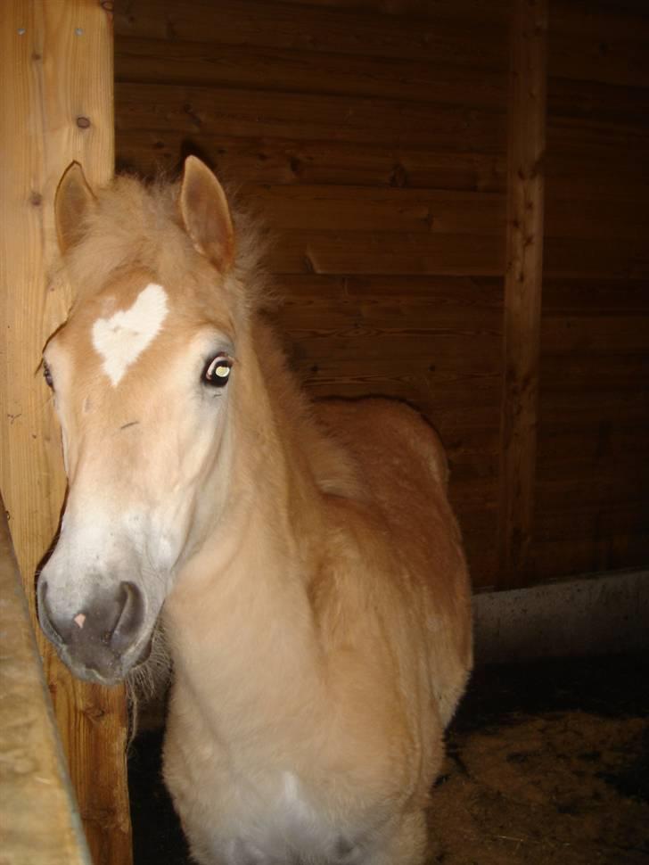 DTH-Haflinger Frances og Suzette billede 18