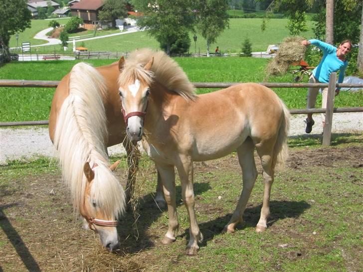 DTH-Haflinger Frances og Suzette - Billeder af Frances og hendes mor Lucia, hos tidligere ejer i Østrig.. Er vi en lille punker eller hva.. billede 19