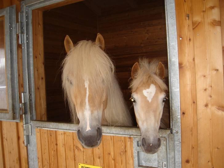 DTH-Haflinger Frances og Suzette billede 20