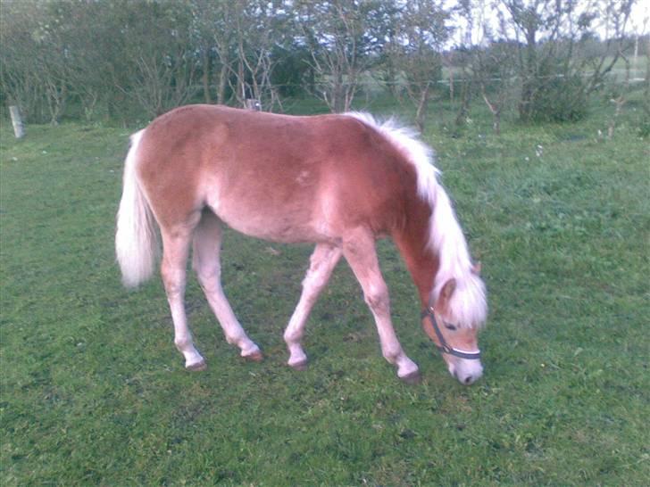 DTH-Haflinger Frances og Suzette billede 21