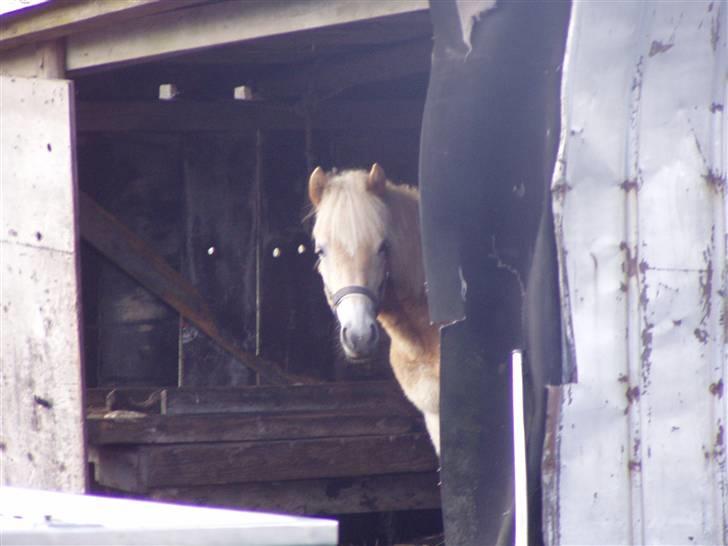 DTH-Haflinger Frances og Suzette billede 22