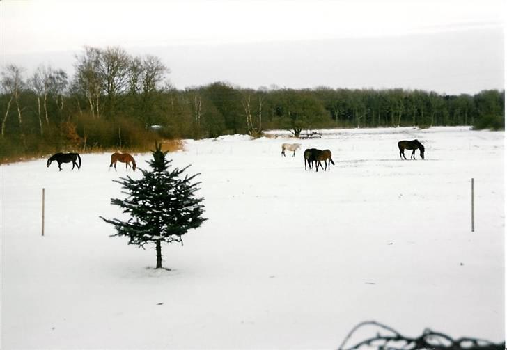Stutteri Kermo - Hestene på fold billede 4