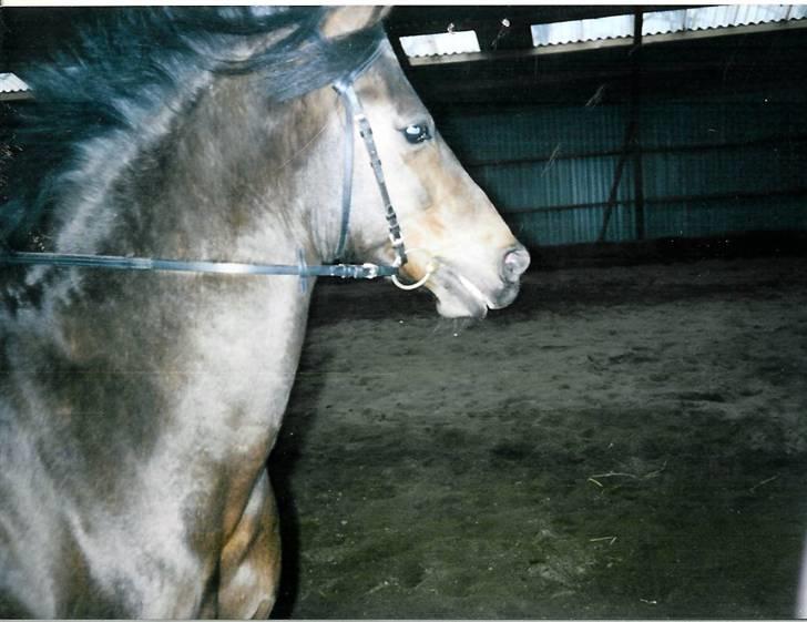 Stutteri Kermo - Kines gamle hest Mauritz (: billede 7