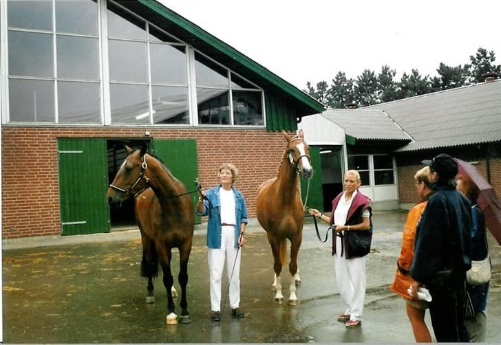 Stutteri Kermo - Kermo's Lady Primadonna til kåring med Charlotte Botved (: billede 12