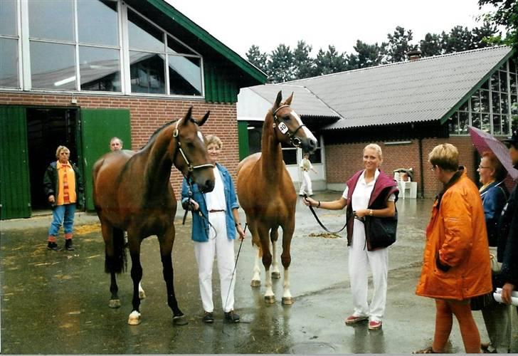 Stutteri Kermo - Primadonna. billede 13