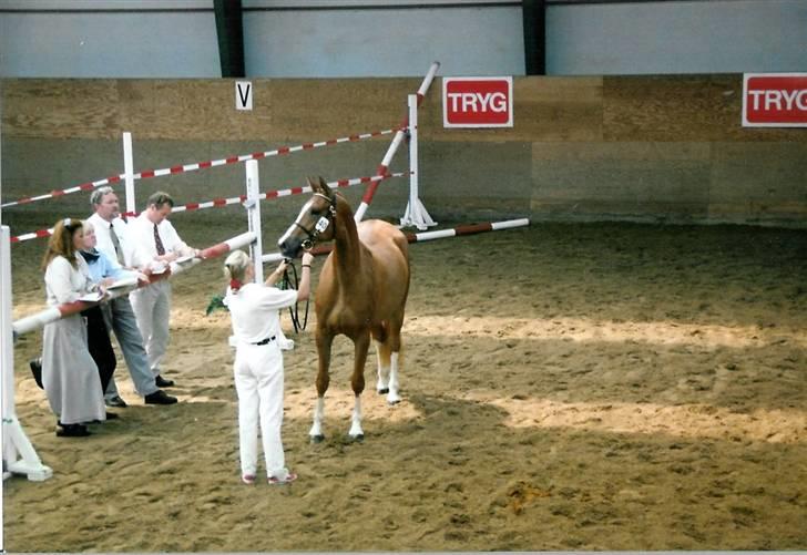 Stutteri Kermo - Primadonna, en udsøgt hoppe med de fineste afkom. billede 14