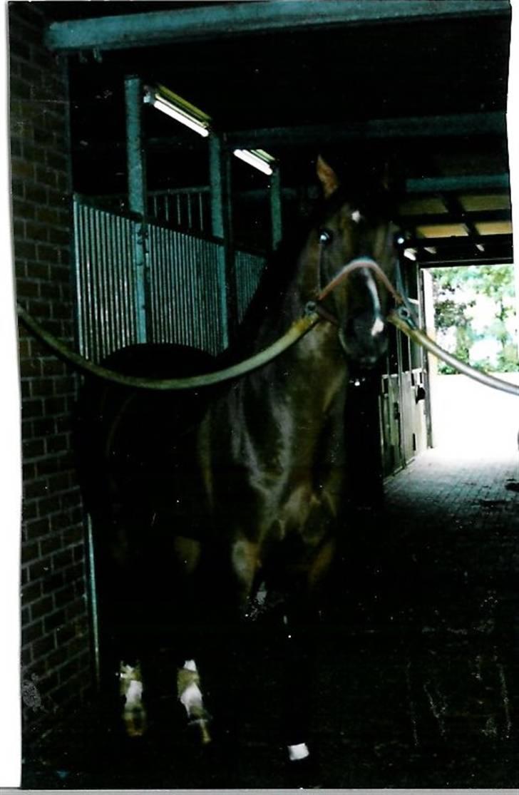 Stutteri Kermo billede 15