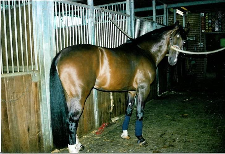 Stutteri Kermo billede 17