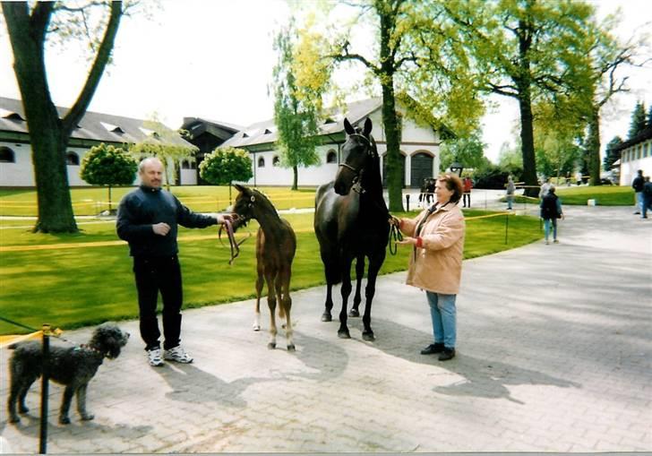 Stutteri Kermo - På indkøb af nye heste i Tyskland. billede 19