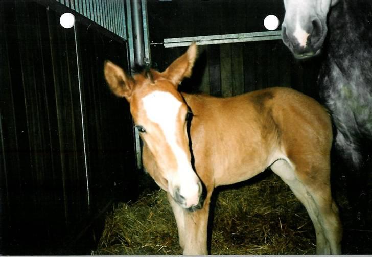 Stutteri Kermo - Waly Disneys afkom (: billede 22