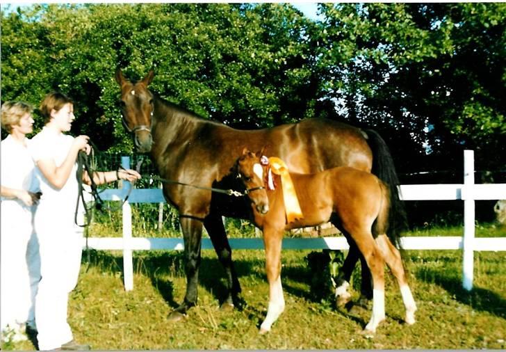 Stutteri Kermo - Disney igen - han er stolt af sig selv (: billede 25