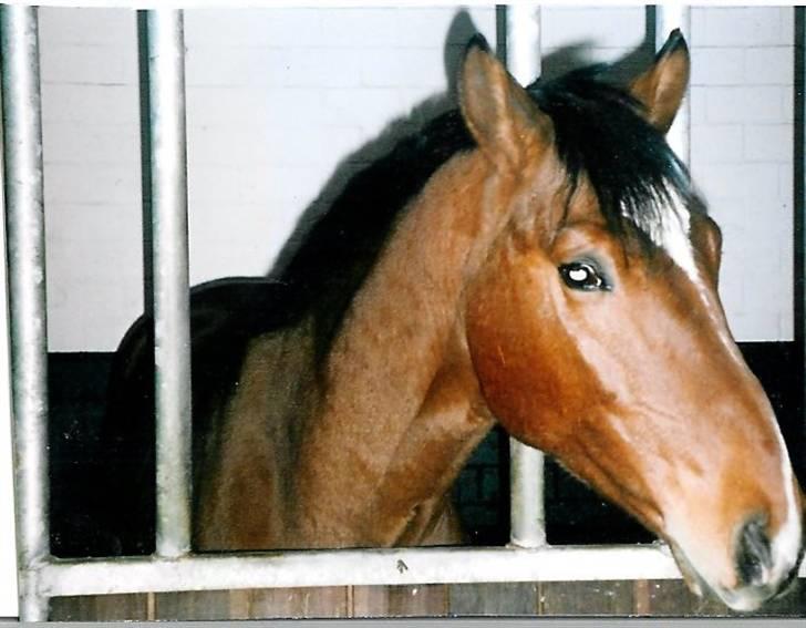 Stutteri Kermo - Disney i Tyskland (: billede 32