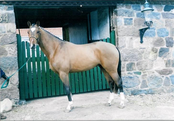 Stutteri Kermo - Disney foran Stutteri Kermo (kampestensgården) billede 33