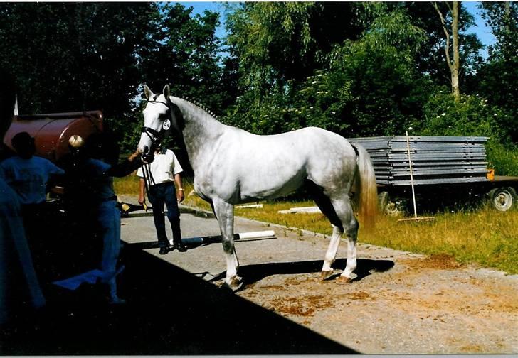 Stutteri Kermo - Kermo's White Talisman billede 35