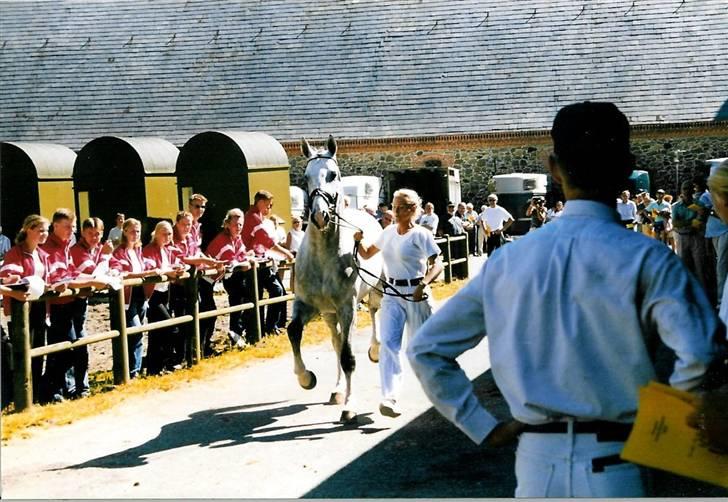 Stutteri Kermo - Talisman . billede 36