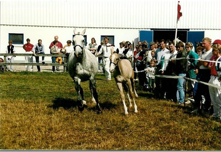 Stutteri Kermo - Kermo's Lady Harmonie og Kermo's White Talisman som føl (: billede 37