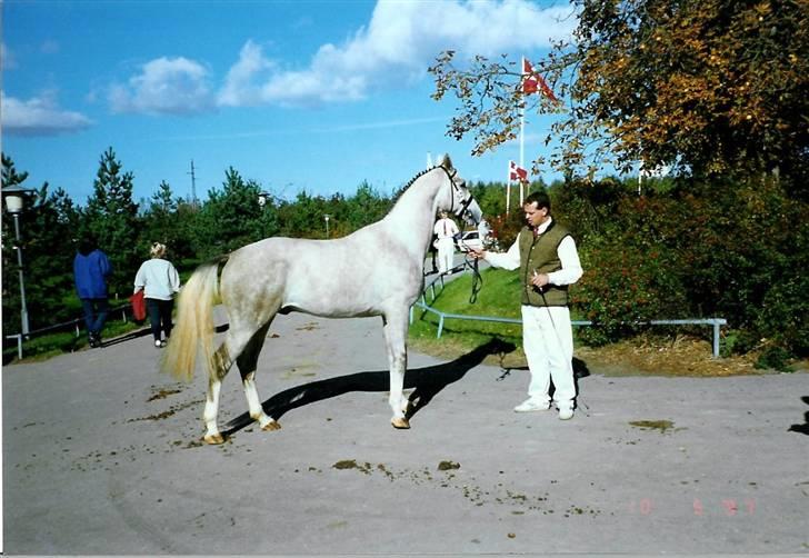 Stutteri Kermo - Talisman (: billede 38