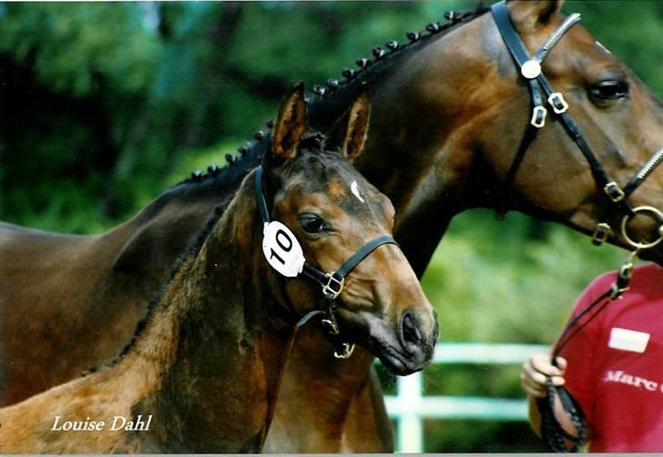 Stutteri Kermo - Føllebølle (: billede 40