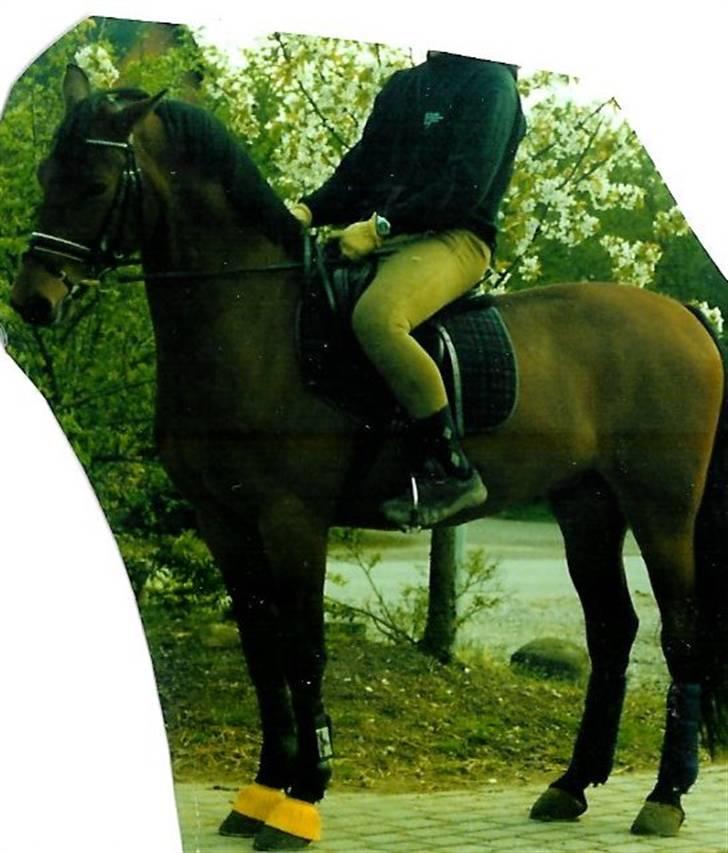 Stutteri Kermo - Her er Rene Hansen på Itien (: billede 42