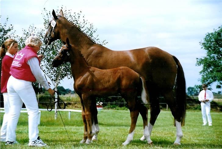 Stutteri Kermo billede 43