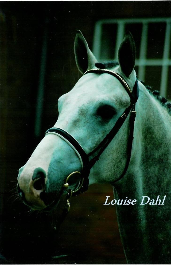 Stutteri Kermo - White Talisman . billede 44