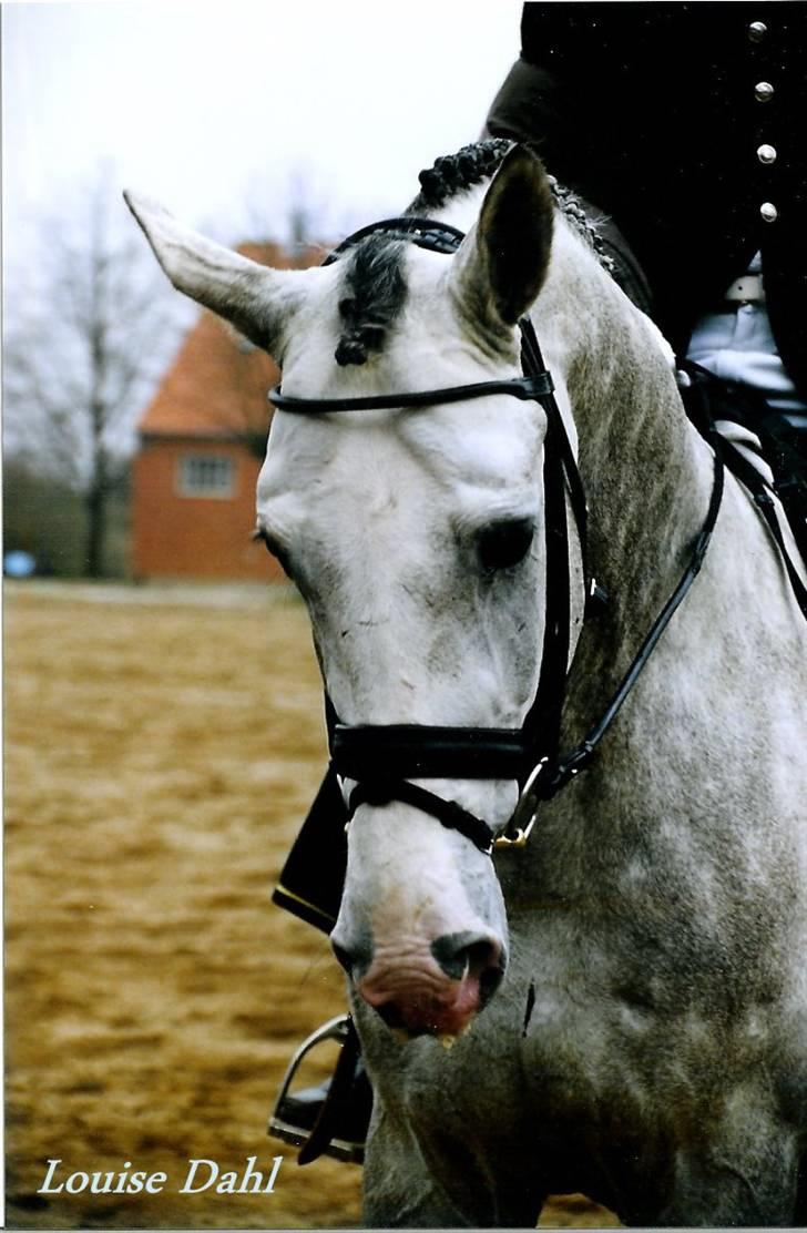 Stutteri Kermo - Talisman (: billede 45