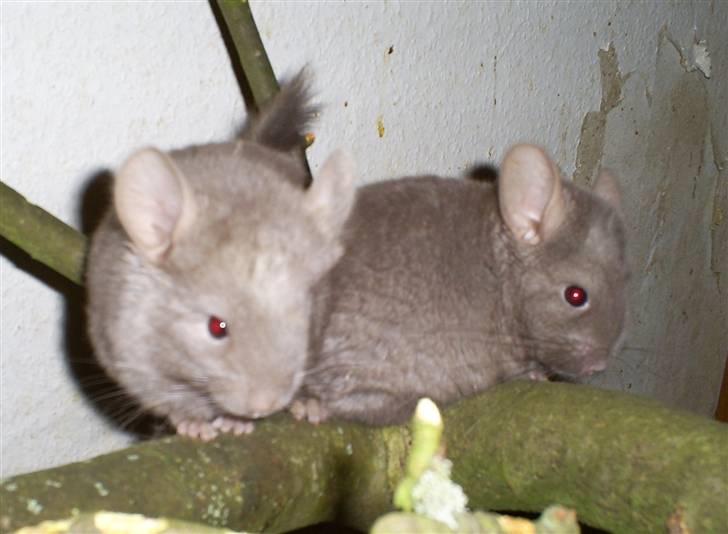 Lidt forskellige dyr - Chin unger Zenta og Xenia billede 23