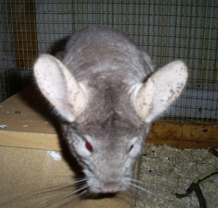 Lidt forskellige dyr - Chin far Basse billede 24