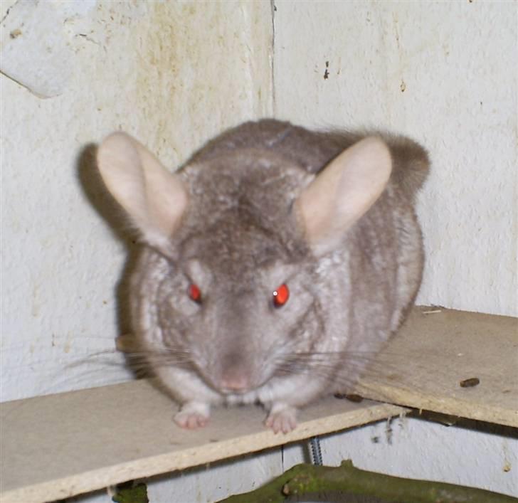 Lidt forskellige dyr - Chin mor Mille billede 25