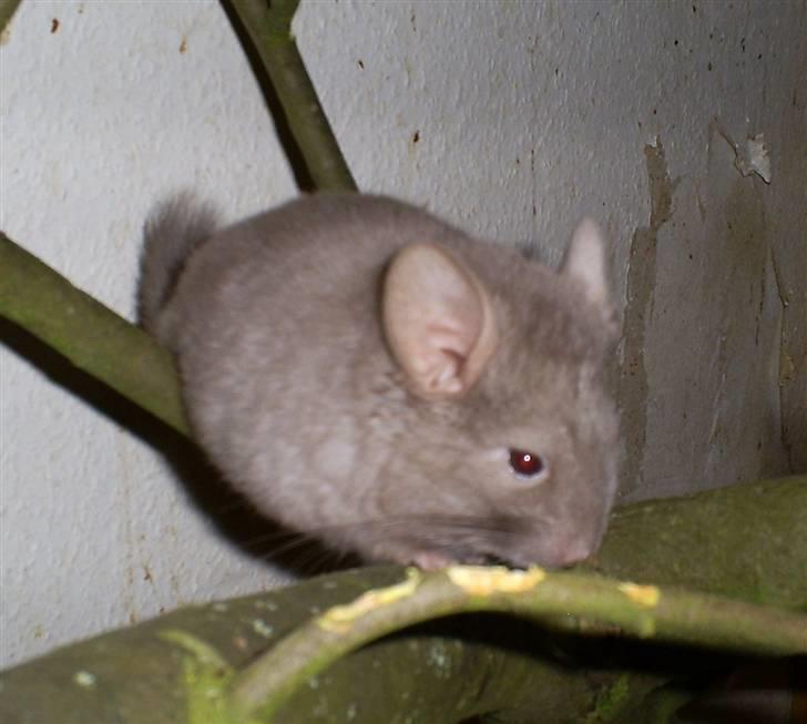 Lidt forskellige dyr - Lille chin unge Xenia billede 26