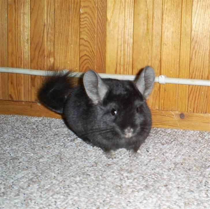 Lidt forskellige dyr - Terkel billede 27