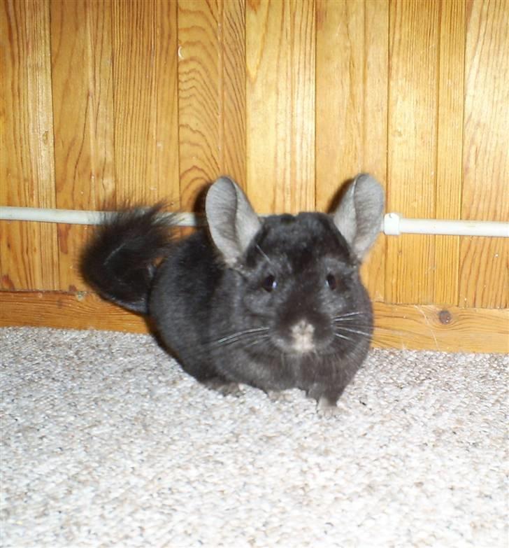 Lidt forskellige dyr - Terkel billede 28