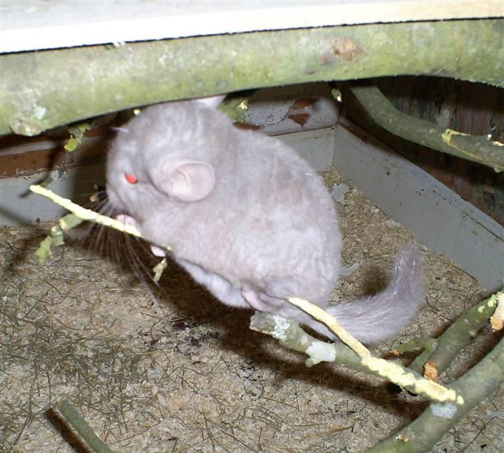 Lidt forskellige dyr - Zenta billede 29