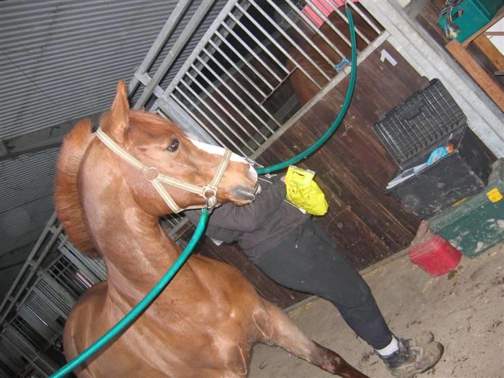 En dag på Askov ridecenter:) - Gi mig en godbid:) billede 1