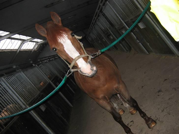 En dag på Askov ridecenter:) - Hej med dig:) billede 2