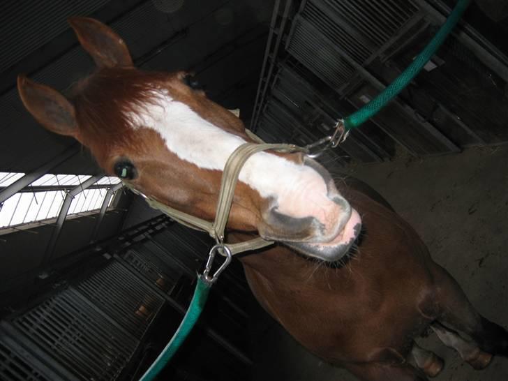 En dag på Askov ridecenter:) - Har du noget til mig? billede 3