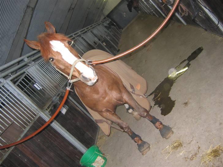 En dag på Askov ridecenter:) billede 29