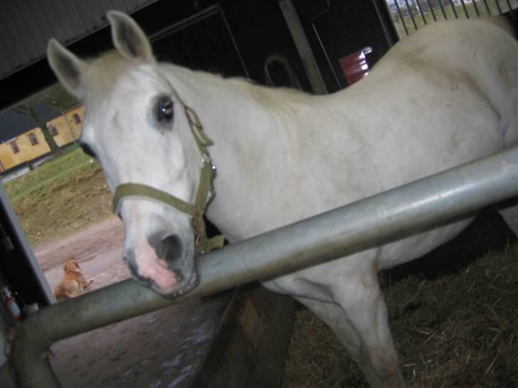 En dag på Askov ridecenter:) billede 30