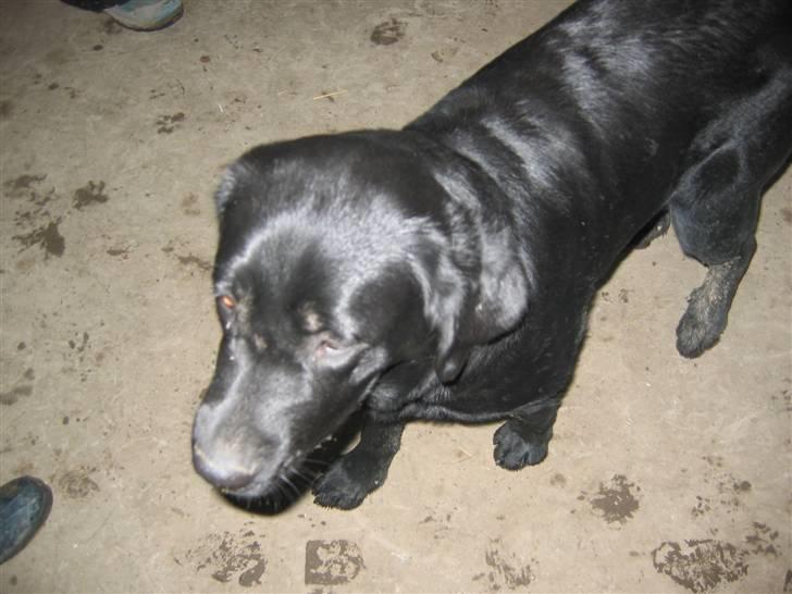 En dag på Askov ridecenter:) billede 31