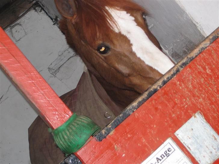 En dag på Askov ridecenter:) billede 32