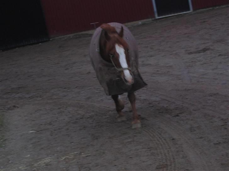 En dag på Askov ridecenter:) billede 33