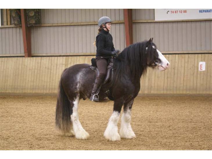 {{currentPhoto.altText}} billede {{currentPhoto.number}}