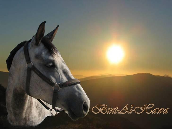 Billedredigering (har leget lidt...) - Billede lagt på ny baggrund... det her er jeg ikke særlig god til endnu. det tog rigtig lang tid billede 13