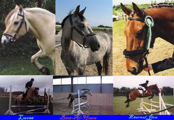 Billedredigering (har leget lidt...) - Collage (ikke så pæn, jeg ved det godt) billede 15