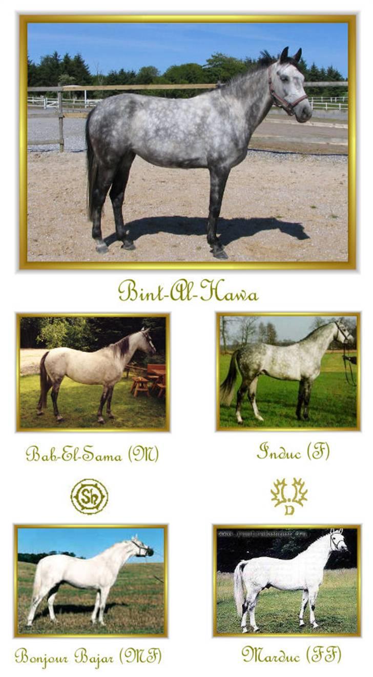 Billedredigering (har leget lidt...) - Stamtavle i billeder billede 17