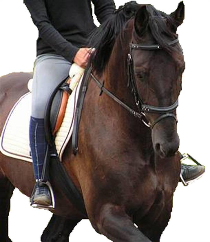 Elsker at tegne :P - Heste fjernet baggrund.. billede 13